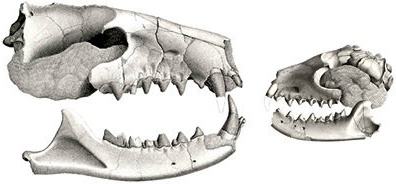 creodonot skulls - click for source site